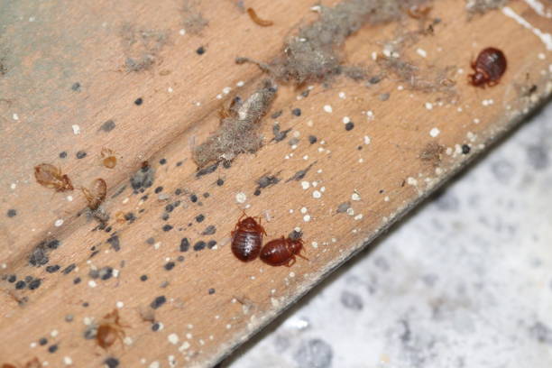 The image shows several small reddish-brown insects, likely bed bugs or similar pests, scattered on a dusty wooden surface with debris and dark spots.